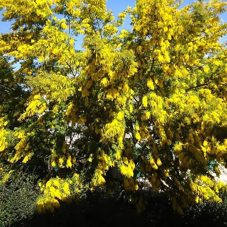 Apartamento La Sora Bice *